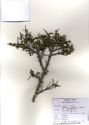  (Ilex crenata - PDBK2010-0451)  @11 [ ] Copyright (2010) Ki Joong Kim Korea University Herbarium (KUS)