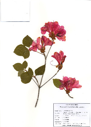  ( - PDBK2010-0468)  @11 [ ] Copyright (2010) Ki Joong Kim Korea University Herbarium (KUS)