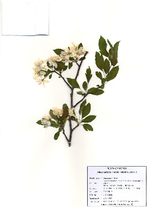  ( - PDBK2010-0529)  @11 [ ] Copyright (2010) Ki Joong Kim Korea University Herbarium (KUS)
