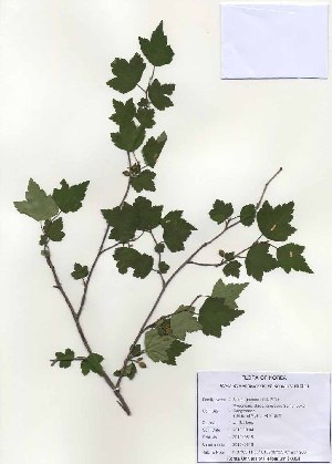  (Ribes maximowiczianum - PDBK2010-0816)  @11 [ ] Copyright (2010) Ki Joong Kim Korea University Herbarium (KUS)