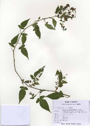  ( - PDBK2010-0904)  @11 [ ] Copyright (2010) Ki Joong Kim Korea University Herbarium (KUS)