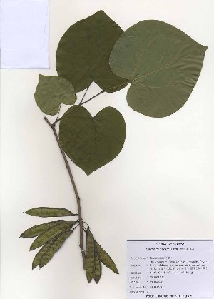  (Cercis chinensis - PDBK2010-0980)  @11 [ ] Copyright (2010) Ki Joong Kim Korea University Herbarium (KUS)