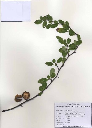  (Chaenomeles japonica - PDBK2010-1001)  @11 [ ] Copyright (2010) Ki Joong Kim Korea University Herbarium (KUS)