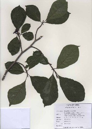  (Magnolia kobus - PDBK2010-1009)  @11 [ ] Copyright (2010) Ki Joong Kim Korea University Herbarium (KUS)