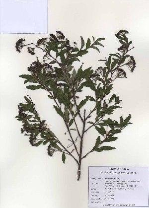  (Spiraea cantoniensis - PDBK2010-1069)  @11 [ ] Copyright (2010) Ki Joong Kim Korea University Herbarium (KUS)