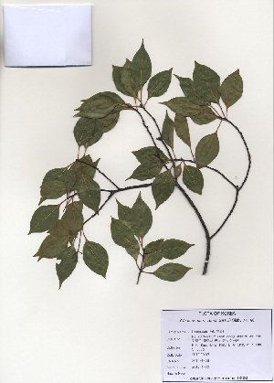  ( - PDBK2010-1406)  @11 [ ] Copyright (2010) Ki Joong Kim Korea University Herbarium (KUS)