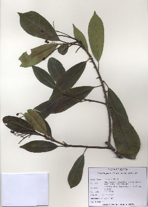 ( - PDBK2010-1427)  @11 [ ] Copyright (2010) Ki Joong Kim Korea University Herbarium (KUS)