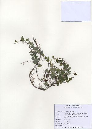  ( - PDBK2010-1440)  @11 [ ] Copyright (2010) Ki Joong Kim Korea University Herbarium (KUS)