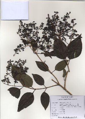  ( - PDBK2010-1526)  @11 [ ] Copyright (2010) Ki Joong Kim Korea University Herbarium (KUS)