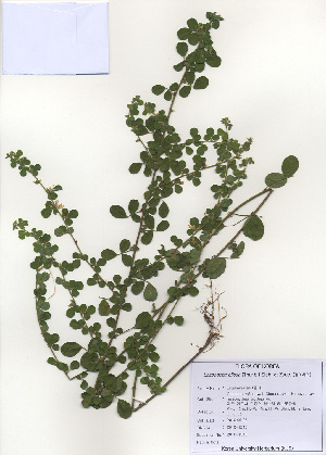  ( - PDBK2010-1545)  @11 [ ] Copyright (2010) Ki Joong Kim Korea University Herbarium (KUS)