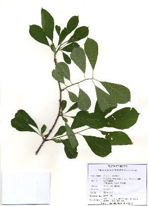  ( - PDBK2010-1748)  @11 [ ] Copyright (2010) Ki Joong Kim Korea University Herbarium (KUS)