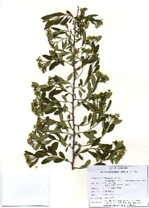  ( - PDBK2010-1768)  @11 [ ] Copyright (2010) Ki Joong Kim Korea University Herbarium (KUS)
