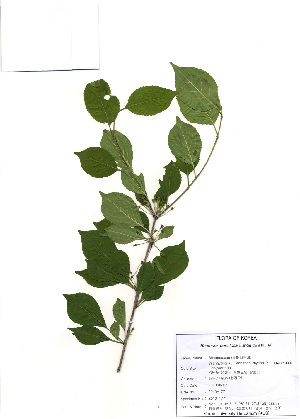  ( - PDBK2010-1771)  @11 [ ] Copyright (2010) Ki Joong Kim Korea University Herbarium (KUS)