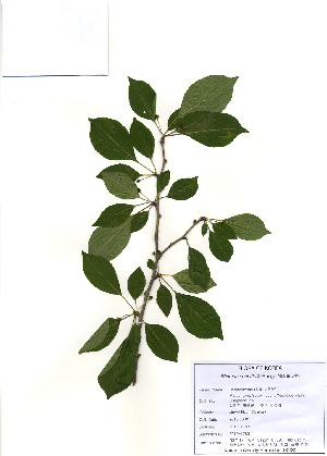  ( - PDBK2010-1783)  @11 [ ] Copyright (2010) Ki Joong Kim Korea University Herbarium (KUS)
