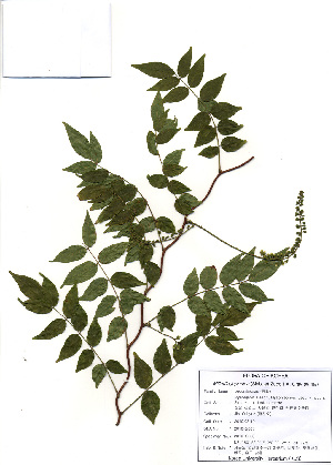  (Millettia japonica - PDBK2010-2003)  @11 [ ] Copyright (2010) Ki Joong Kim Korea University Herbarium (KUS)