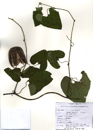  ( - PDBK2010-2085)  @11 [ ] Copyright (2010) Ki Joong Kim Korea University Herbarium (KUS)