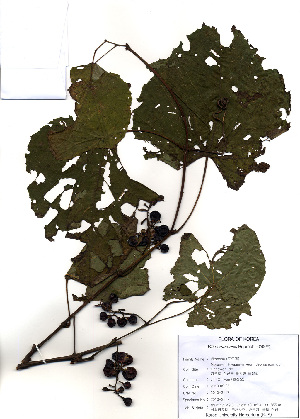  (Vitis amurensis - PDBK2010-2117)  @11 [ ] Copyright (2010) Ki Joong Kim Korea University Herbarium (KUS)
