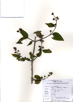  ( - PDBK2010-2166)  @11 [ ] Copyright (2010) Ki Joong Kim Korea University Herbarium (KUS)