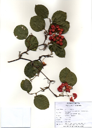  (Smilax china - PDBK2010-2197)  @11 [ ] Copyright (2010) Ki Joong Kim Korea University Herbarium (KUS)