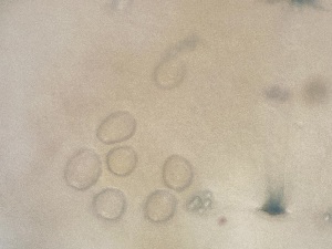 ( - 24-004b-2)  @11 [ ] Unspecified (default): All Rights Reserved (2024) Marco van Wieringen Unspecified