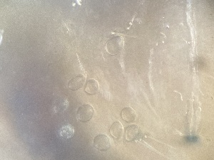  ( - 24-009b-3)  @11 [ ] Unspecified (default): All Rights Reserved (2024) Marco van Wieringen Unspecified