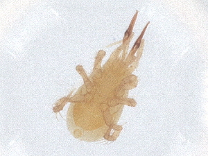  (Veigaia cerva - PCPEAT-0016)  @11 [ ] CreativeCommons - Attribution Share Alike (2025) CBG Photography Group Centre for Biodiversity Genomics
