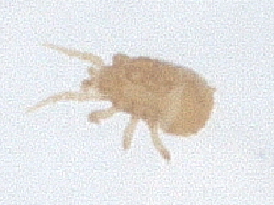  ( - PCPEAT-0106)  @11 [ ] CreativeCommons - Attribution Share Alike (2025) CBG Photography Group Centre for Biodiversity Genomics