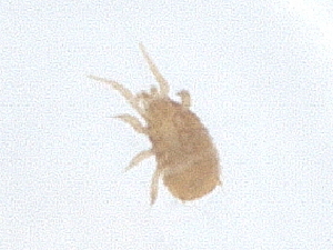  ( - PCPEAT-0107)  @11 [ ] CreativeCommons - Attribution Share Alike (2025) CBG Photography Group Centre for Biodiversity Genomics