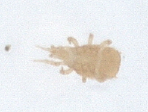  ( - PCPEAT-1051)  @11 [ ] CreativeCommons - Attribution Share Alike (2025) CBG Photography Group Centre for Biodiversity Genomics