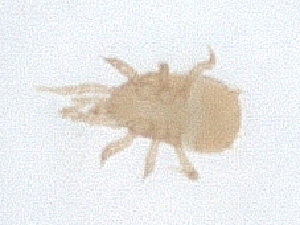  ( - PCPEAT-1417)  @11 [ ] CreativeCommons - Attribution Share Alike (2025) CBG Photography Group Centre for Biodiversity Genomics
