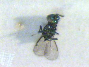  ( - CLV12908)  @12 [ ] Unspecified (default): All Rights Reserved  Unspecified Unspecified