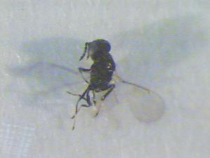  ( - CLV16608)  @12 [ ] Unspecified (default): All Rights Reserved  Unspecified Unspecified