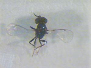  ( - CLV17208)  @12 [ ] Unspecified (default): All Rights Reserved  Unspecified Unspecified