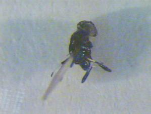  ( - CLV17508)  @12 [ ] Unspecified (default): All Rights Reserved  Unspecified Unspecified