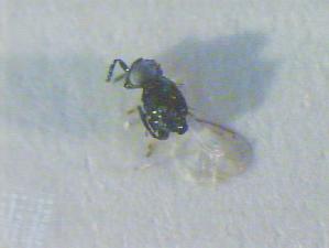  ( - CLV17608)  @12 [ ] Unspecified (default): All Rights Reserved  Unspecified Unspecified