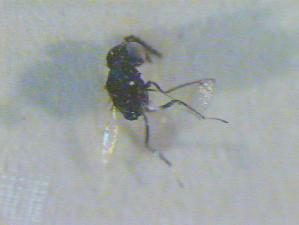  ( - CLV17908)  @12 [ ] Unspecified (default): All Rights Reserved  Unspecified Unspecified