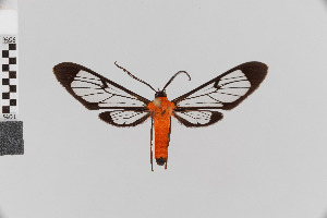  (Chrostosoma cardinalis - Pe-Arc-1690)  @11 [ ] copyright (2020) Gunnar Brehm Phyletisches Museum Jena