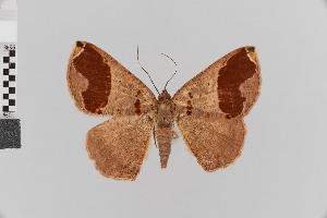  (Perissopteryx deprivata - Pe-Geo-3753)  @11 [ ] copyright (2020) Gunnar Brehm Phyletisches Museum Jena