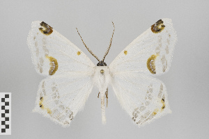  (Sericoptera mahometaria group - Gu-Geo-045)  @14 [ ] Copyright (2017) Gunnar Brehm Phyletisches Museum Jena