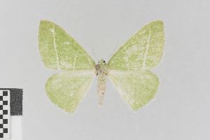  (Thetidia chlorophyllaria - KE-Lep-112)  @14 [ ] Copyright (2020) Gunnar Brehm Phyletisches Museum Jena