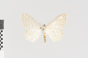  ( - KE-Lep-414)  @12 [ ] Copyright (2020) Gunnar Brehm Phyletisches Museum Jena