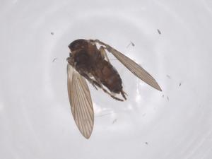  ( - CBG-A62204-F03)  @11 [ ] CreativeCommons - Attribution Share - Alike (2025) Centre for Biodiversity Genomics Centre for Biodiversity Genomics