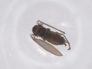  ( - CBG-A62204-F05)  @11 [ ] CreativeCommons - Attribution Share - Alike (2025) Centre for Biodiversity Genomics Centre for Biodiversity Genomics