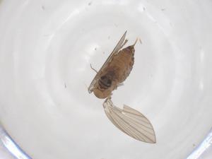  (Micrommatos - CBG-A62205-G02)  @11 [ ] CreativeCommons - Attribution Share - Alike (2025) Centre for Biodiversity Genomics Centre for Biodiversity Genomics