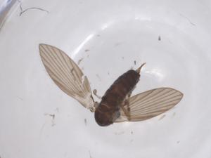  ( - CBG-A62207-D09)  @11 [ ] CreativeCommons - Attribution Share - Alike (2025) Centre for Biodiversity Genomics Centre for Biodiversity Genomics