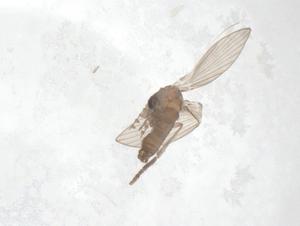  ( - CBG-A62209-A01)  @11 [ ] CreativeCommons - Attribution Share - Alike (2025) Centre for Biodiversity Genomics Centre for Biodiversity Genomics