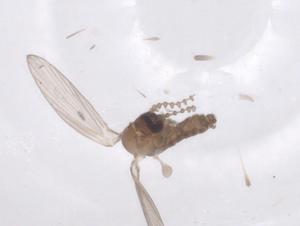  ( - CBG-A62213-D08)  @11 [ ] CreativeCommons - Attribution Share - Alike (2025) Centre for Biodiversity Genomics Centre for Biodiversity Genomics