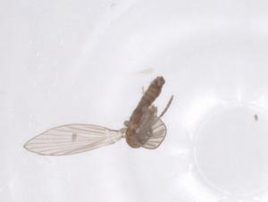  ( - CBG-A62213-G08)  @11 [ ] CreativeCommons - Attribution Share - Alike (2025) Centre for Biodiversity Genomics Centre for Biodiversity Genomics