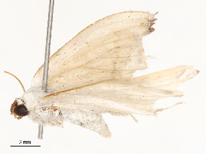  ( - CBG-A62901-B08)  @11 [ ] CreativeCommons - Attribution Share - Alike (2025) CBG Photography Group Centre for Biodiversity Genomics