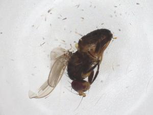  ( - CBG-A63058-C03)  @11 [ ] CreativeCommons - Attribution Share - Alike (2025) Centre for Biodiversity Genomics Centre for Biodiversity Genomics